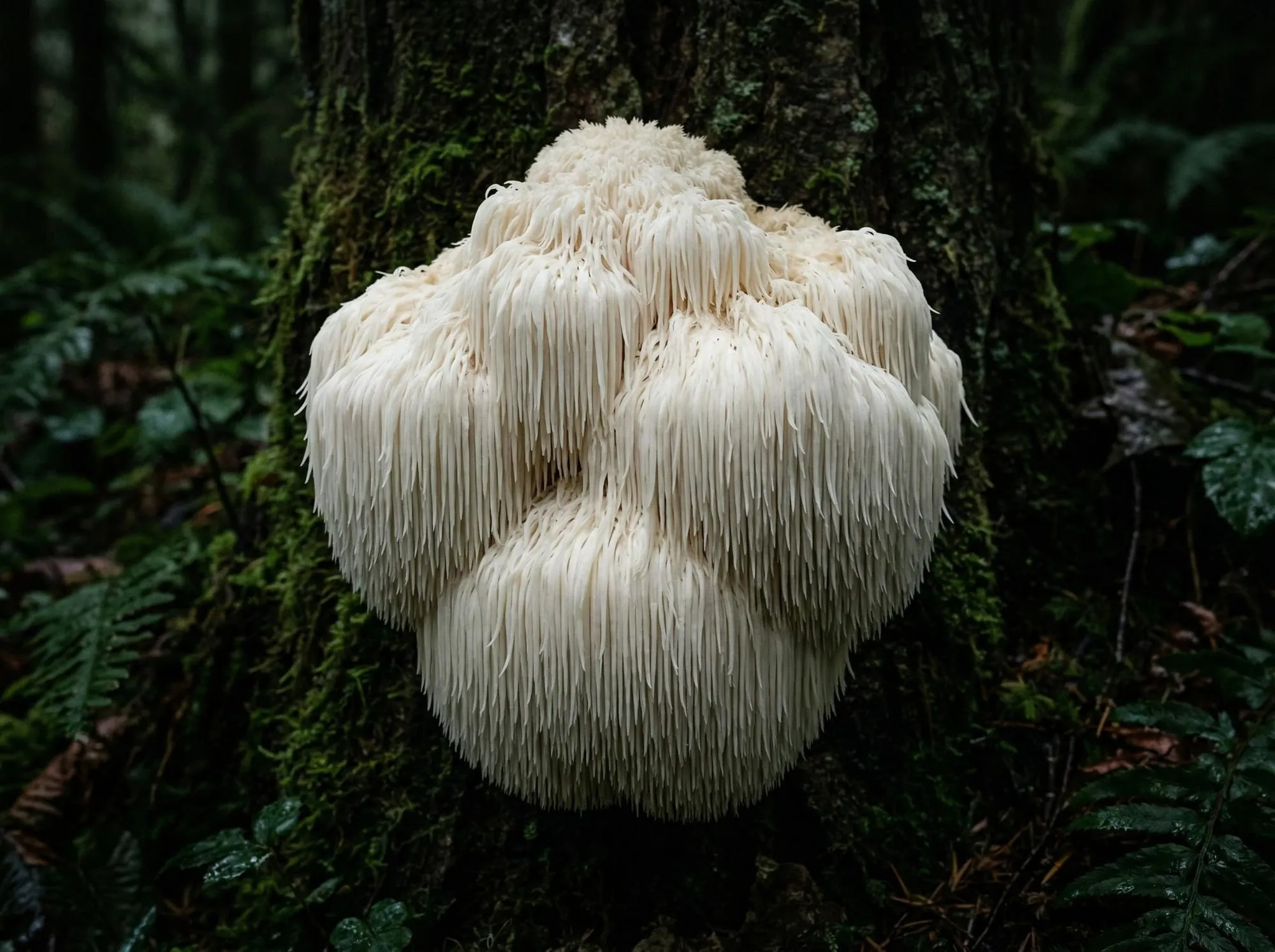 Lion’s Mane (Hericium erinaceus): A Definitive Species Compendium