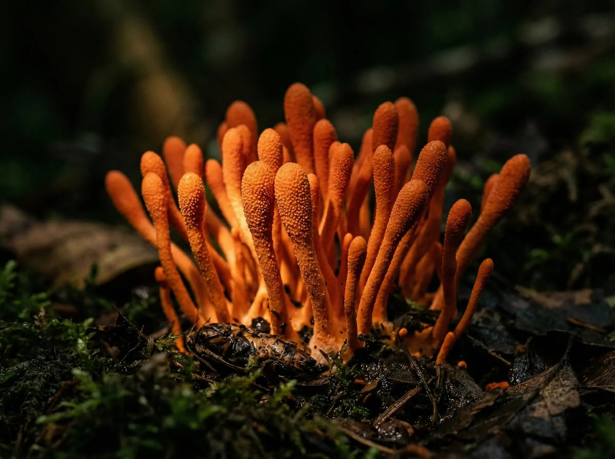 Cordycepin, the principal bioactive nucleoside found in Cordyceps fungi, noted for its role in cellular energy metabolism.