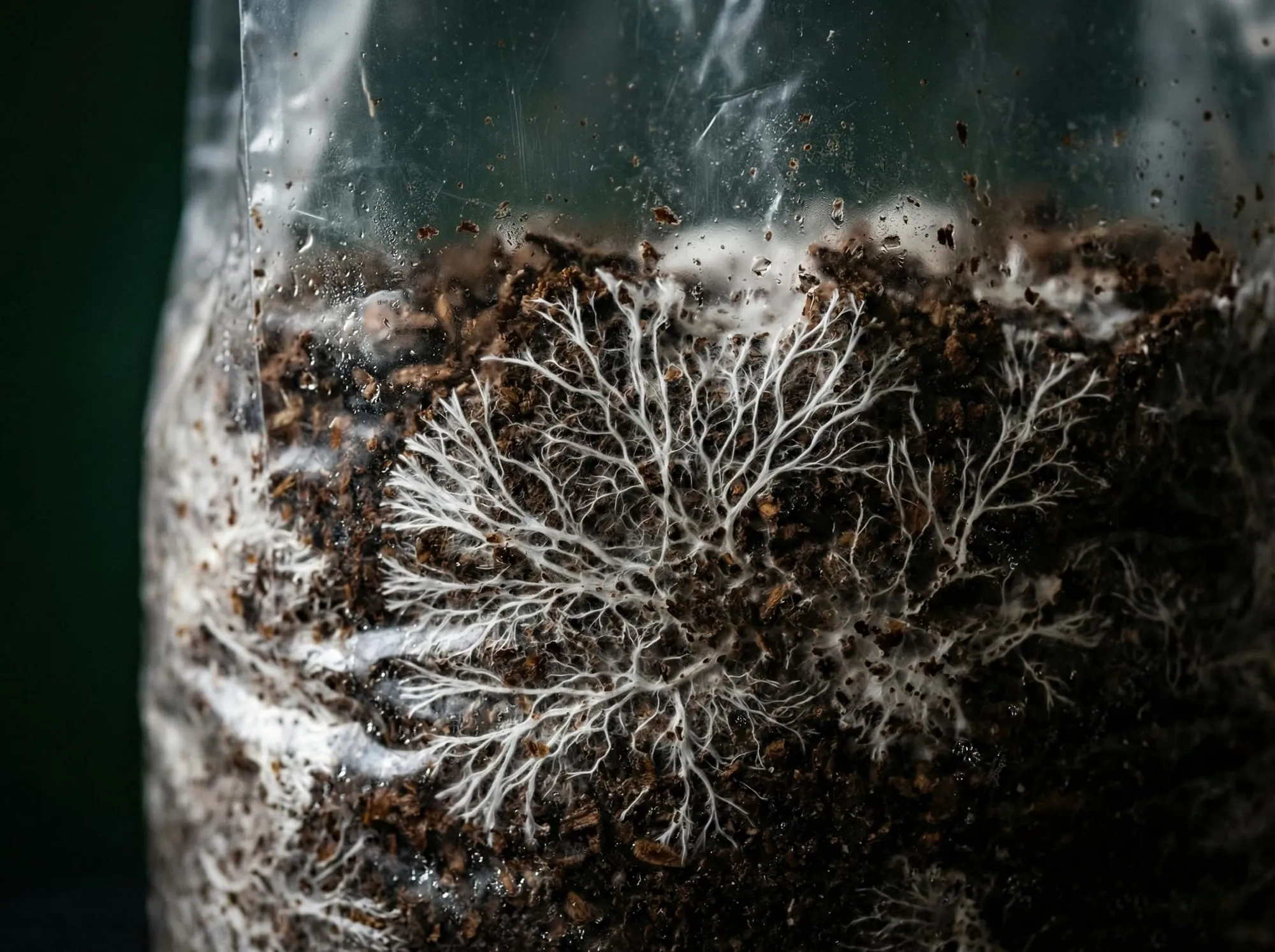 Substrate: The Unseen Bedrock of Mushroom Cultivation