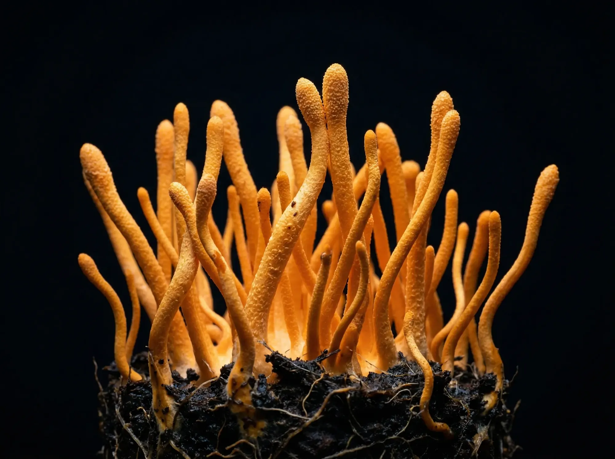 A comparison of Cordyceps and caffeine, focusing on cordycepin versus caffeine.