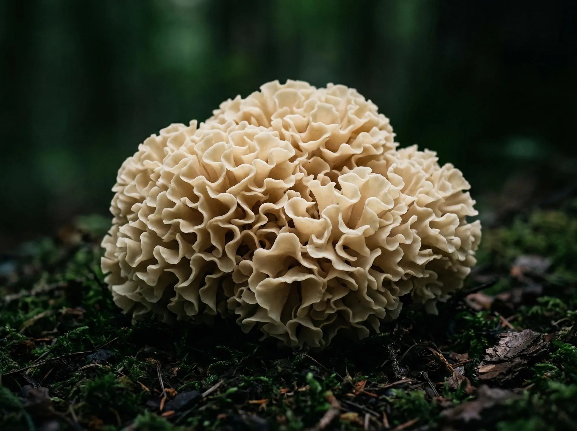 The Definitive Guide to Sparassis crispa and Its Exceptional Beta-Glucan Spectrum