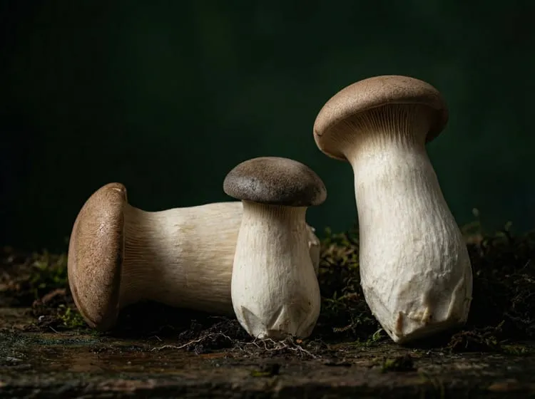 King Oyster (Pleurotus eryngii) — Gastronomy Ansiklopedisi