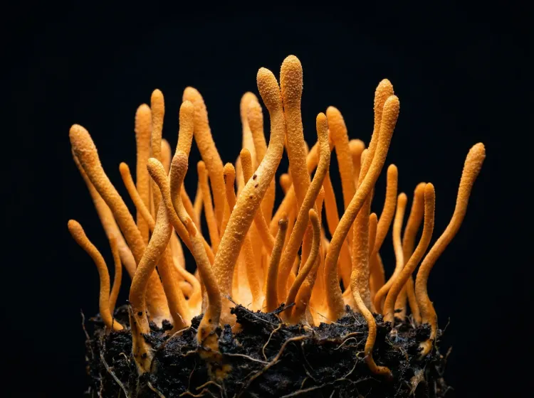 Cordyceps ve Kafein Karşılaştırması — Kordisepin vs Kafein